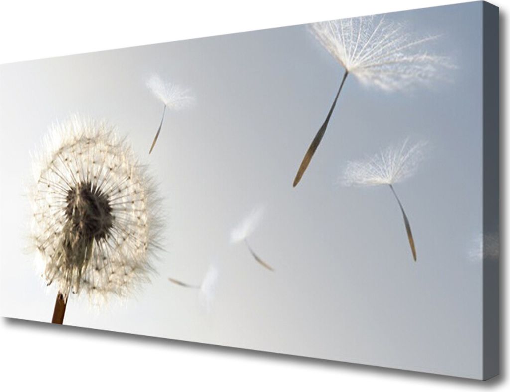 Tulup Leinwand-Bilder 100x50 Wandbild Canvas Kunstdruck Pusteblume Pflanzen
