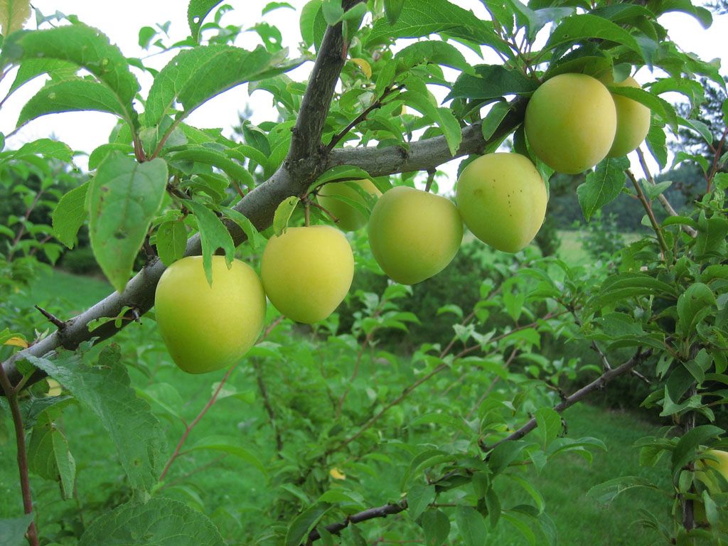 Pflaumenbaum `Shiro ́ (Prunus salicina) 120-140cm im 10L-Topf