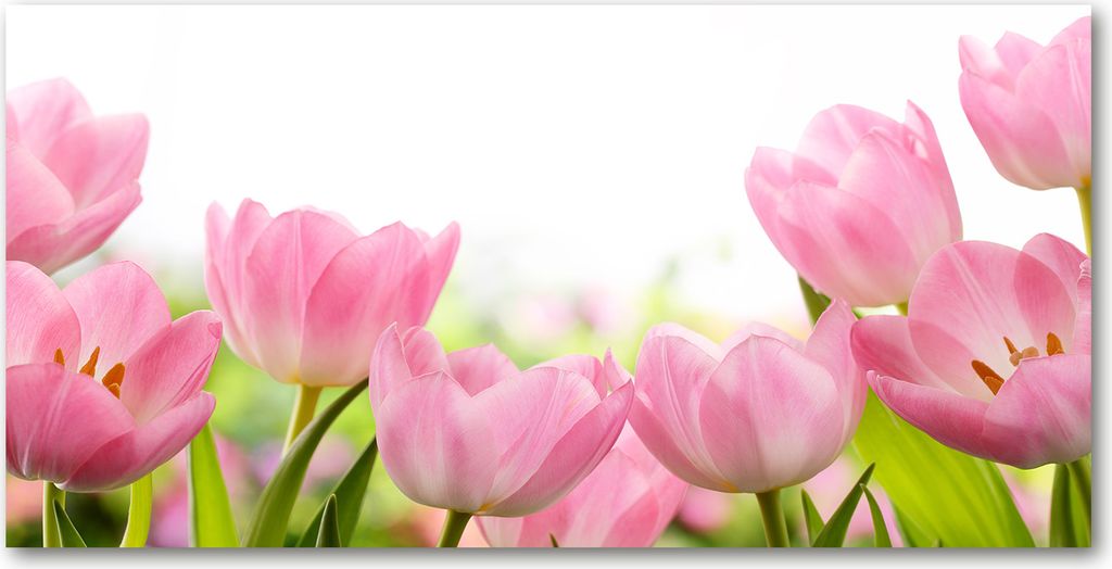 Tulup Küchenrückwand Spritzschutz aus Glas -100x50 -Spritzschutz auf gehärtetes GlasDeko Blumen & Pflanzen Rosa Tulpen