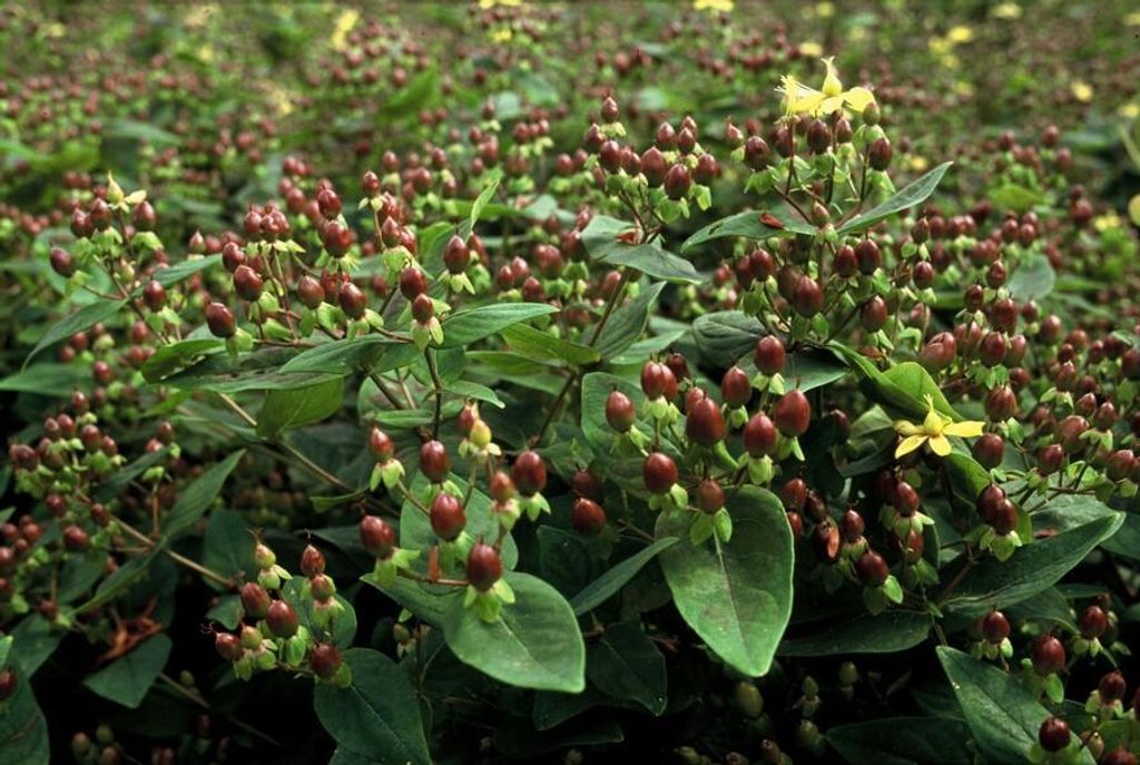 Johanniskraut Hypericum inodorum – 24 Pflanzen – 10-25 cm – Ø9 cm – Leuchtend gelbe Blüten – Pflegeleichter Strauch – Bienenfreund...