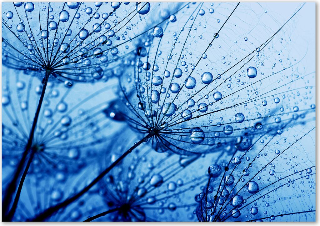 Tulup Leinwandbild - 100x70 cm - Wandkunst - Drucke auf Leinwand - Leinwanddruck - Blumen & Pflanzen - Blau - Pusteblume