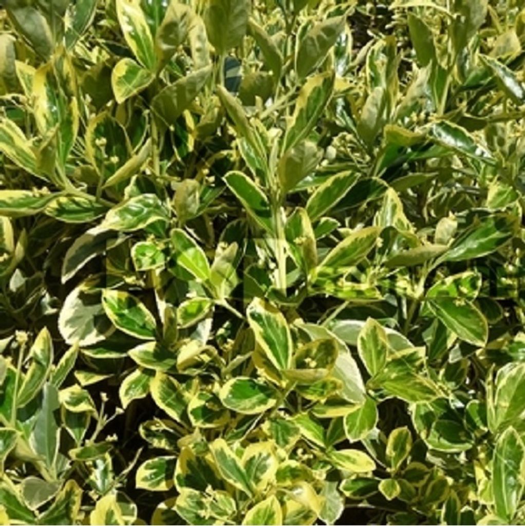 2 x Japanspindel - Euonymus japonicus 'Susan' | 20-30 cm in Container