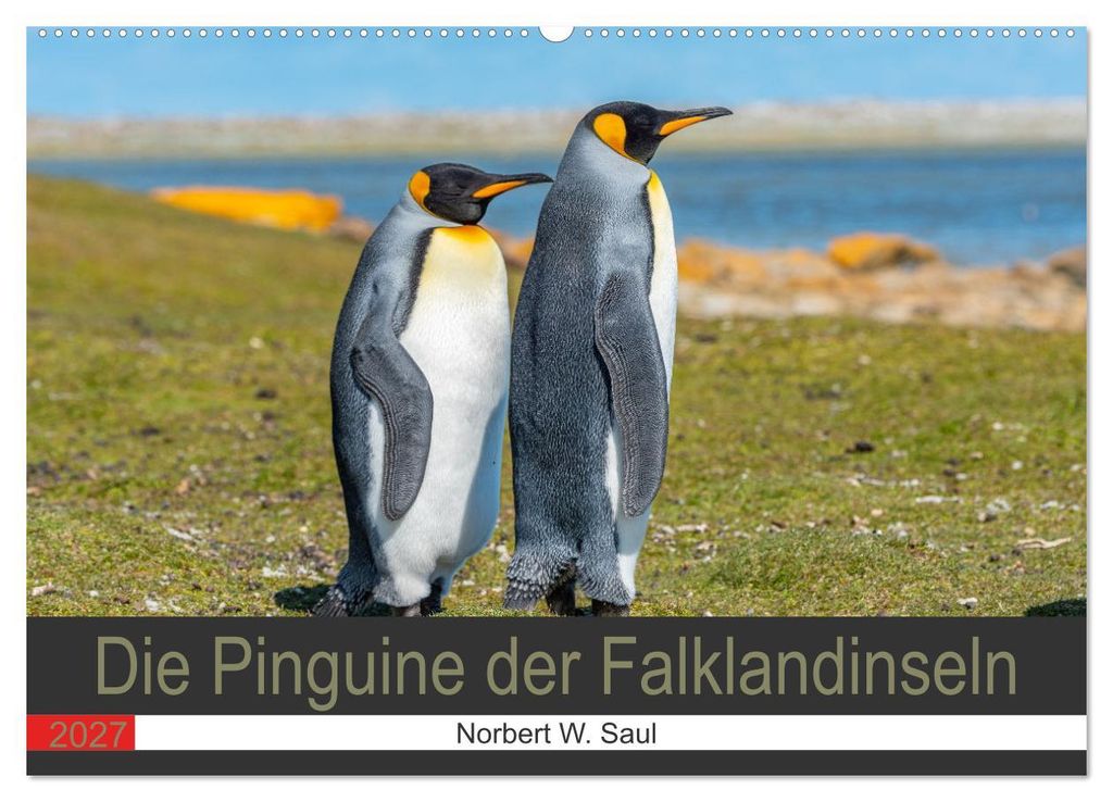 Die Pinguine der FalklanSteckanschlussln (Wandkalender 2027 DIN A2 quer), CALVENDO Monatskalender