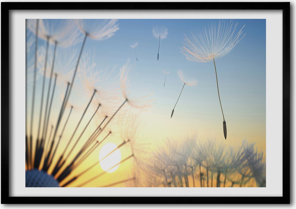Bild - Bilderrahmen - 100 cm x 70 cm - MDF - Rahmen - Foto - Wandkunst Löwenzahn Samen