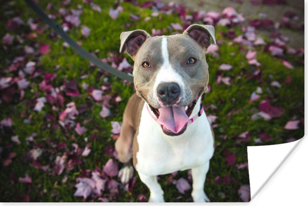 MuchoWow Poster Hund - Gras - Blumen 30x20 cm - Plakate - Print