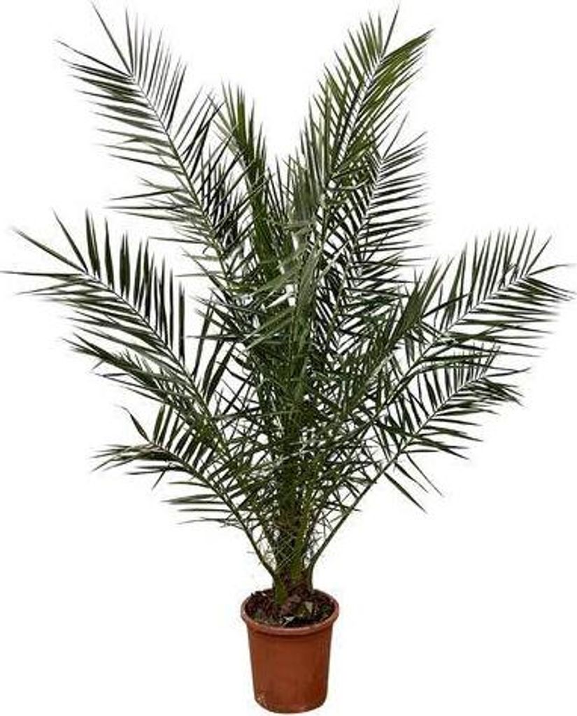 Palmier des Canaries (Phoenix canariensis) Ø 24 cm ↕ 180 cm Image du produit 