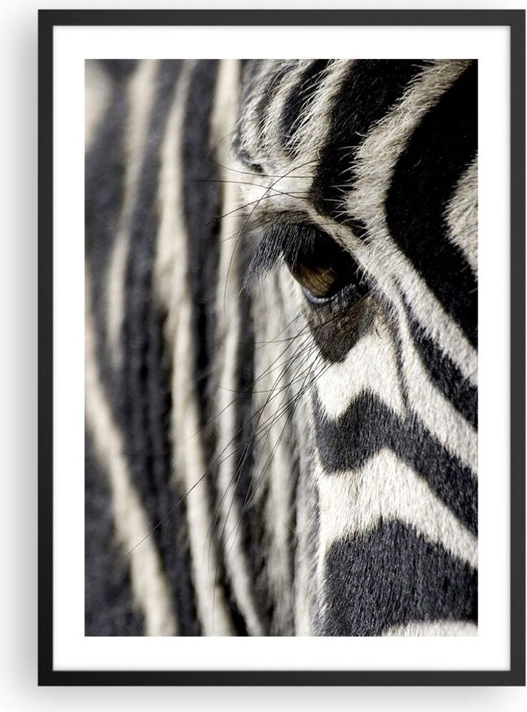 Gerahmtes Poster - Schwarzer Rahmen - Zebra Streifen Tierwelt Safari - 50x70 cm - Wand Bild - Wanddeko - Wandbilder - Wandposter - Bilderrahmen - B...