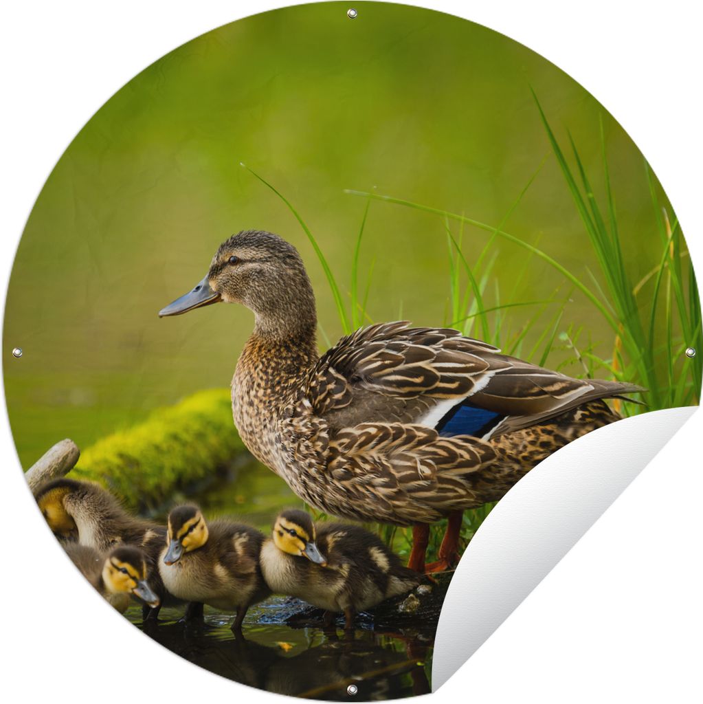 MuchoWow Gartenposter Outdoor-Poster Rund Ente - Vögel - Wasser - Zweig - Moos Ø 150 cm Gartendeko Rundes Poster draußen