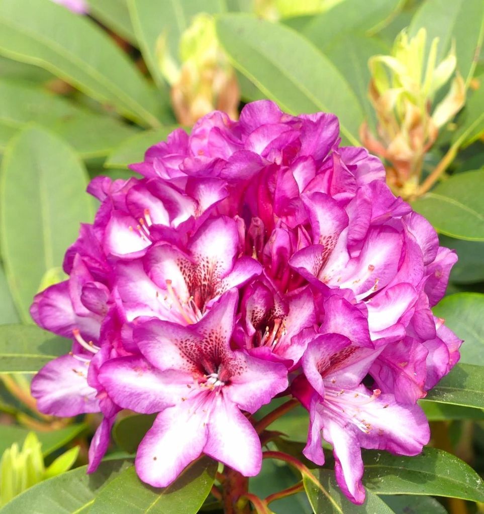 Großblumige Alpenrose Rhododendron Hans Hachmann 50 - 60 cm