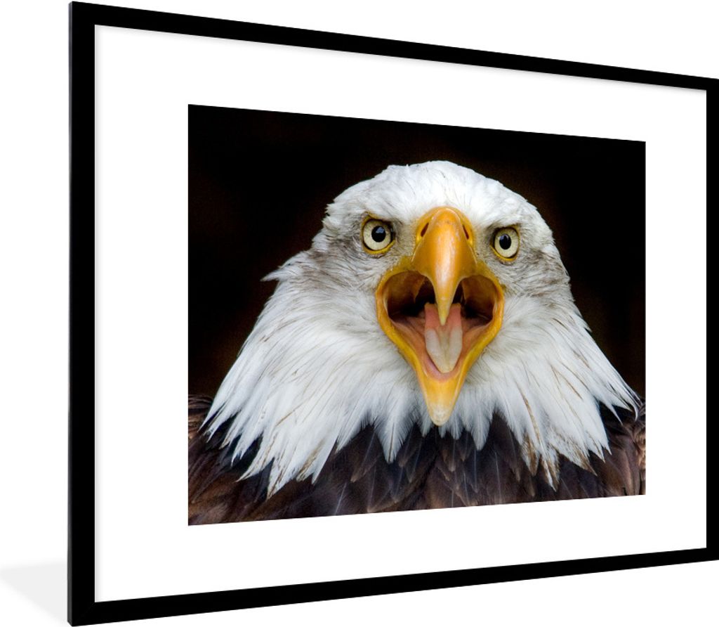 MuchoWow Gerahmtes Poster Frontansicht eines Weißkopfseeadlers 80x60 cm - Poster mit Schwarzem Bilderrahmen Wandposter Rahmen Foto Bilder - Schl...