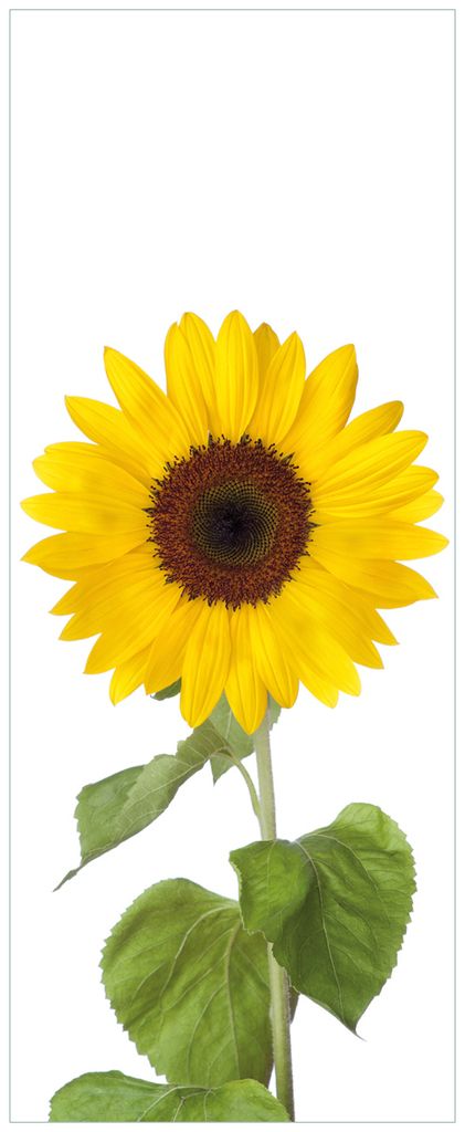 Wallario Wandbild aus Acryl, 125 x 50 cm, freischwebende Optik - Sonnenblume