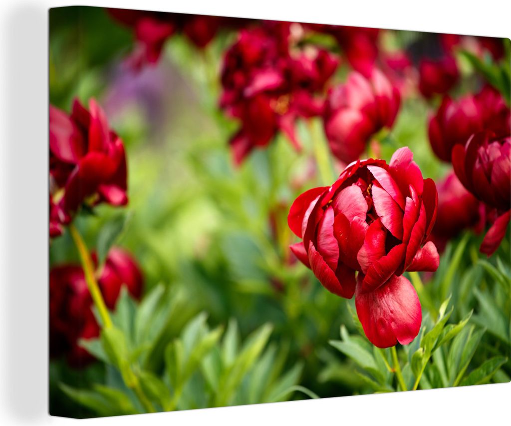 OneMillionCanvasses - Leinwandbilder - 140x90 cm, Ein Garten voller roter Pfingstrosen, Wandbilder Kunstdruck Wanddekoration - Foto auf Leinwand ...