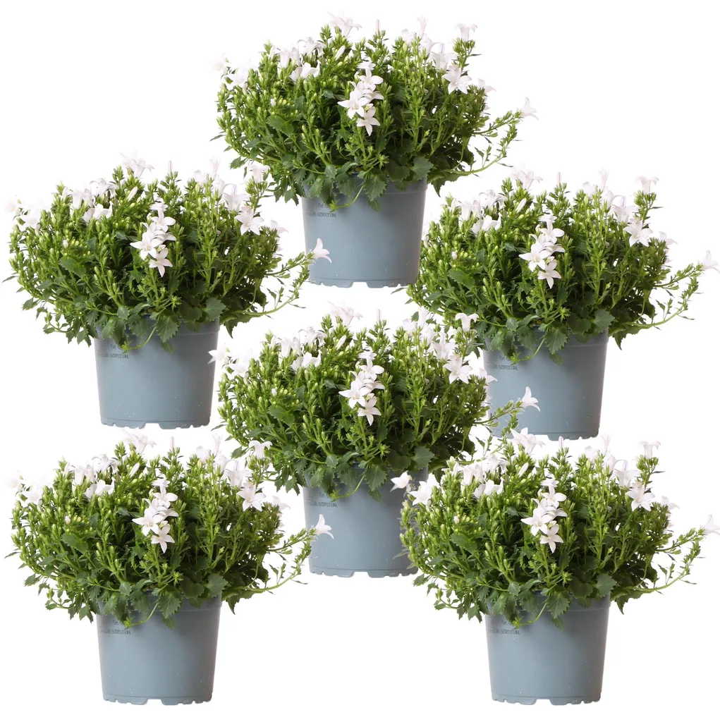 Aménager un massif fleuri avec 6 campanules blanches Addenda couvre-sol
