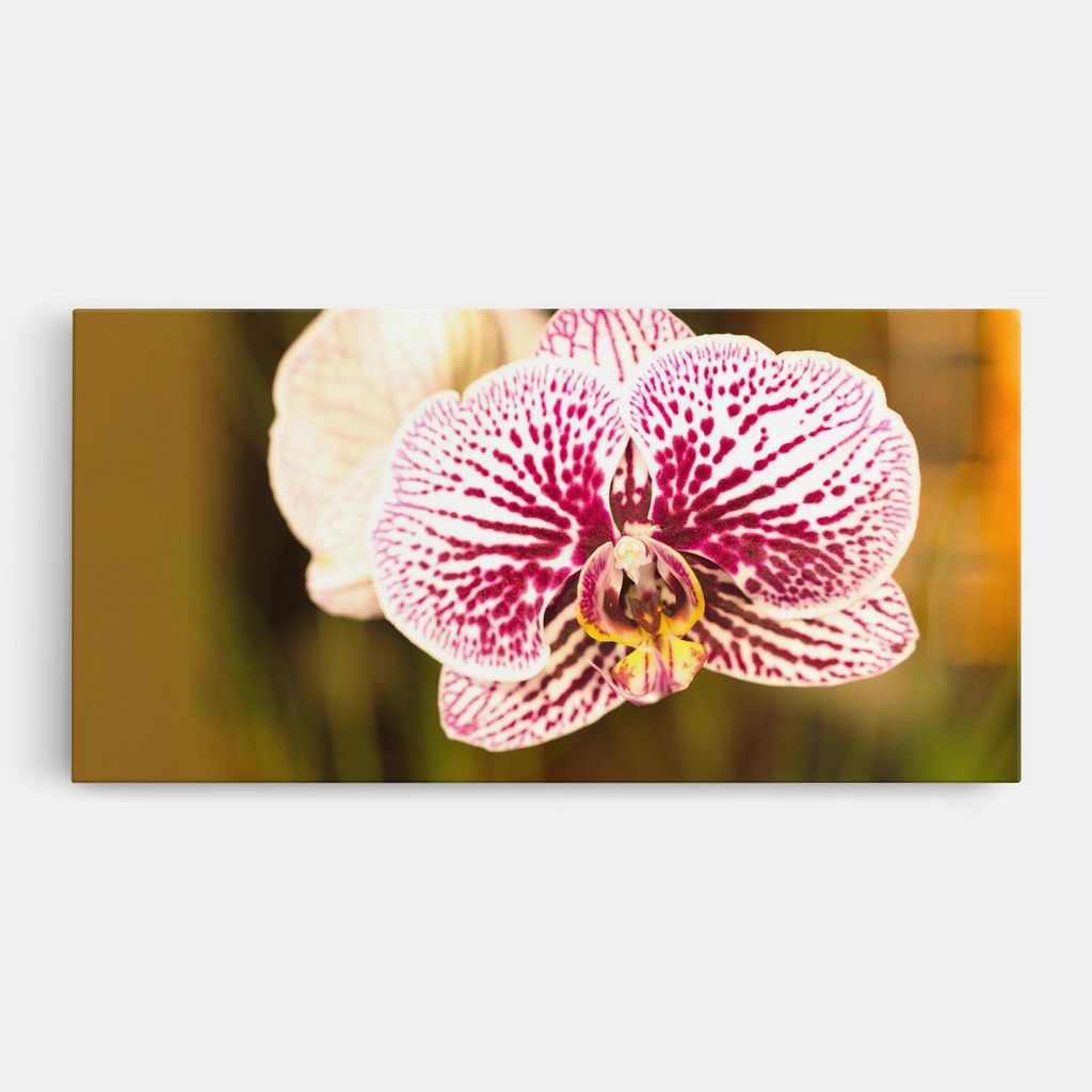 ARTHUB Leinwandbild 50x100 cm, Garden Orchids | Wohnzimmerdekoration, Hängende Bilder, Wanddekoration, Heimdekoration, Blumen, Orchideen