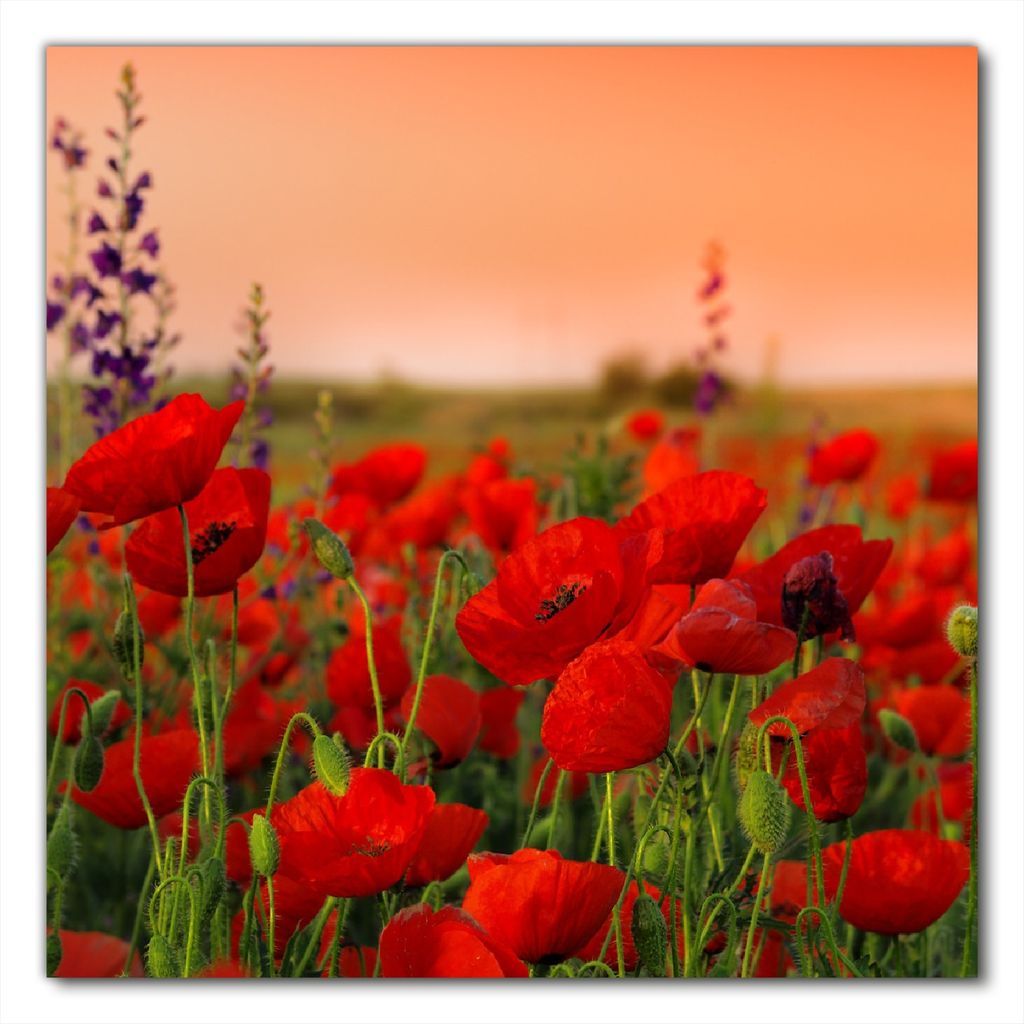 Wallario selbstklebende Möbelfolie/ Tischdecke für Innen und Außen, Größe: 100 x 100 cm - Mohnblumen auf dem Feld