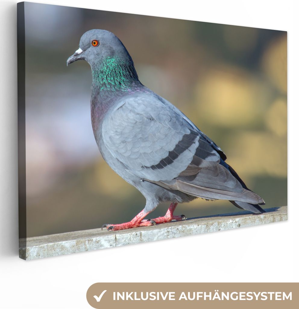 OneMillionCanvasses - Leinwandbilder - 140x90 cm, Taube - Vogel - Zaun, Wandbilder Kunstdruck Wanddekoration - Foto auf Leinwand - Gemälde auf H...