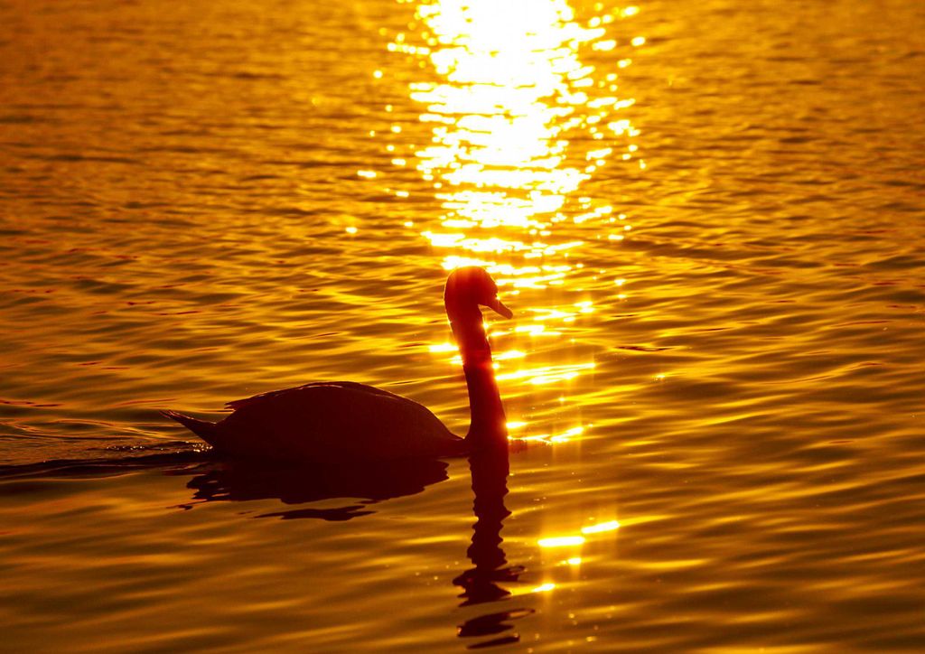 hansepuzzle 15928 - Der Sonne entgegen Puzzle, 260 Teile, Tierwelt, 41,0 x 28,0cm mit hochwertiger Aufbewahrung, Kartonbox & Beutel