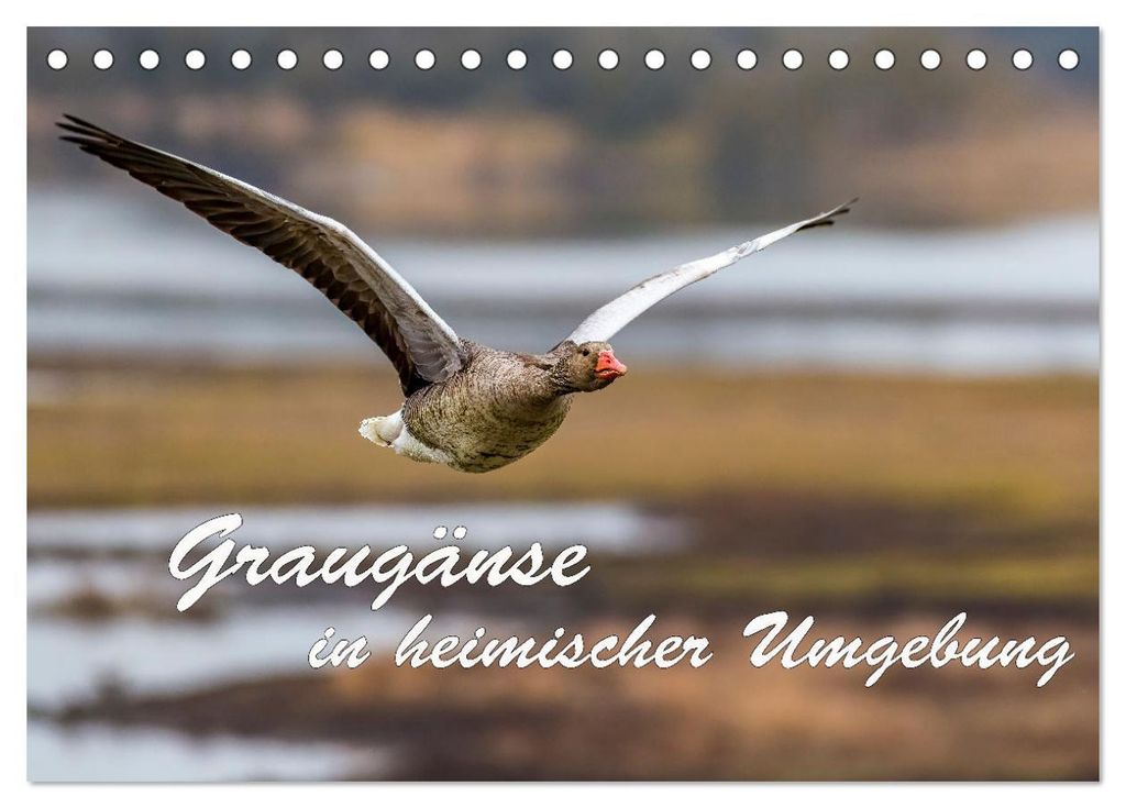 Graugänse in heimischer Umgebung (Tischkalender 2027 DIN A5 quer), CALVENDO Monatskalender