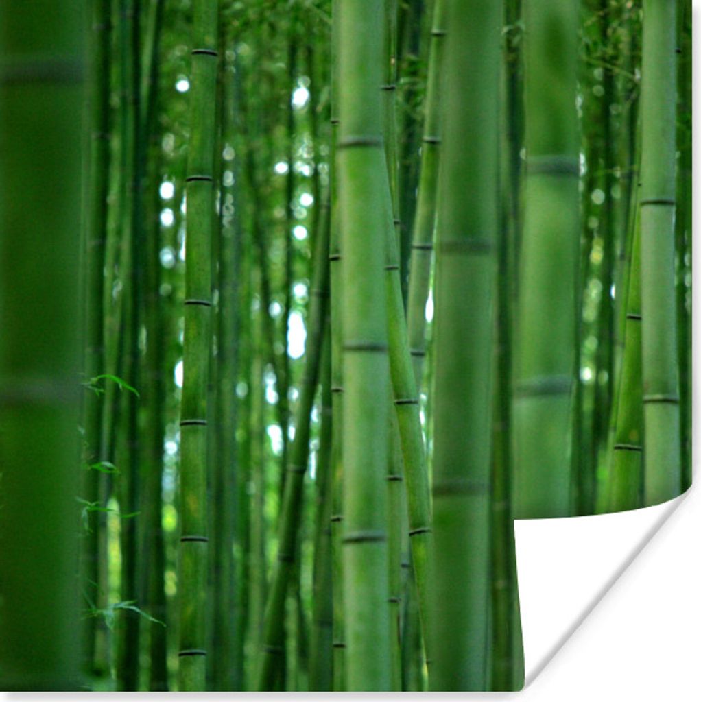MuchoWow Poster Arashiyama-Bambuswald aus der Nähe 50x50 cm - Wohnzimmerdekoration