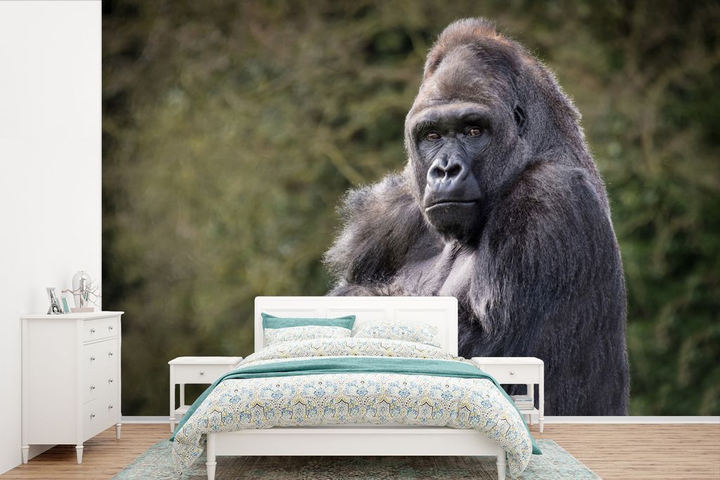 MuchoWow Fototapete für Wohnzimmer oder Schlafzimmer Wandtapete Vinyl Motivtapete Großer Gorilla schaut direkt in die Kamera - 525x350 cm - Das...