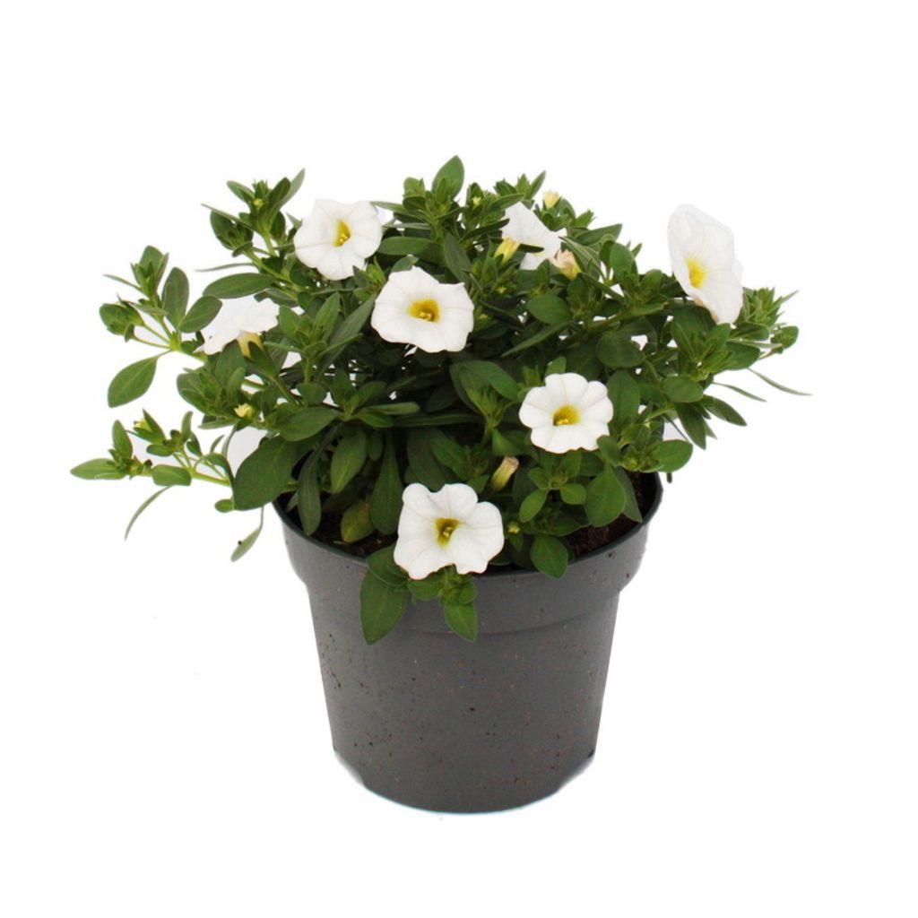 Magic bell - Mini wiszaca petunia - Calibrachoa - Doniczka Zdjęcie produktu 