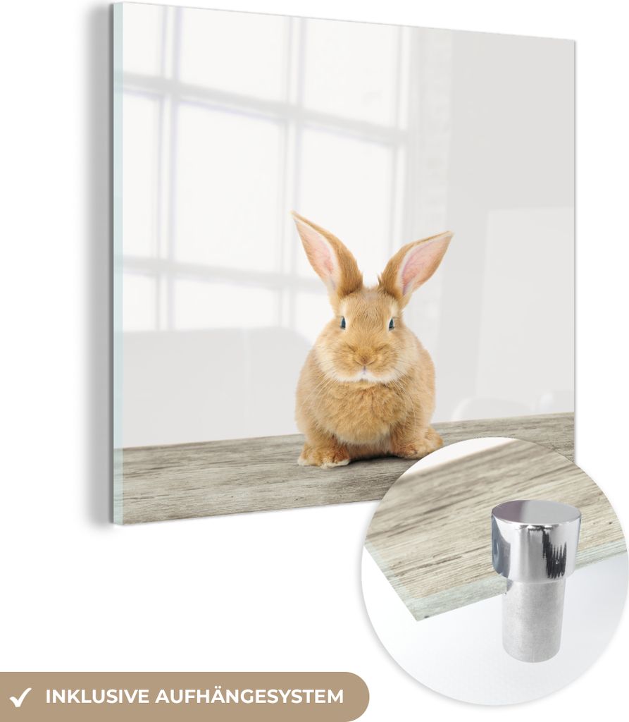MuchoWow Glasbilder - Bilder auf Wandbild - Foto auf Glas Kaninchen - Babykaninchen - Tiere - Kinder - Mädchen - Jungen 50x50 cm Wanddekoration au...