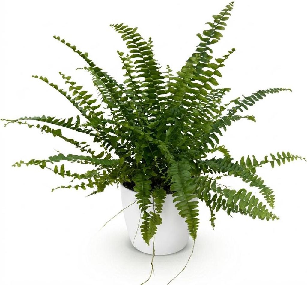 Farn Nephrolepis Exaltata Green Lady Ø12cm 25cm Zimmerpflanze im weißen Topf