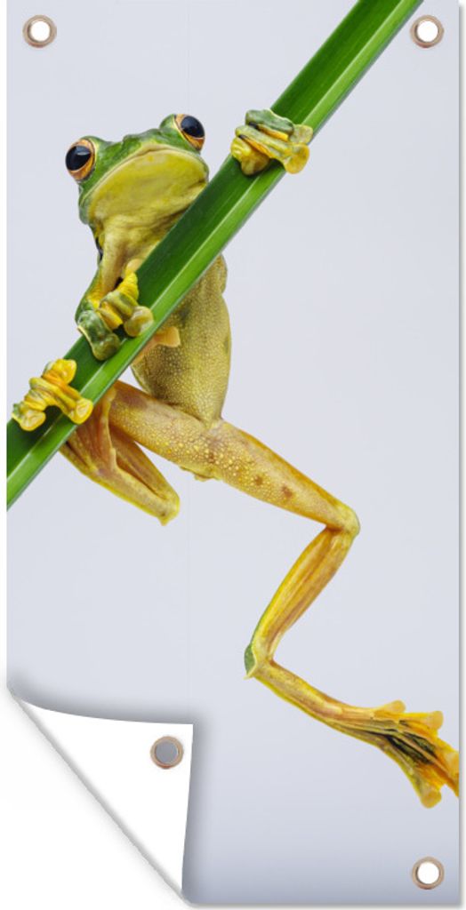 MuchoWow 40x80 cm Outdoor-Poster Gartendeko Sichtschutz Garten Poster für den Garten Frosch - Gras