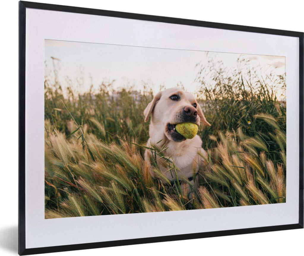 MuchoWow MuchoWow Gerahmtes Poster Labrador Retriever spielt mit einem Tennisball im Gras 60x40 cm - Poster mit zchwarzem Bilderrahmen - Schlaf...