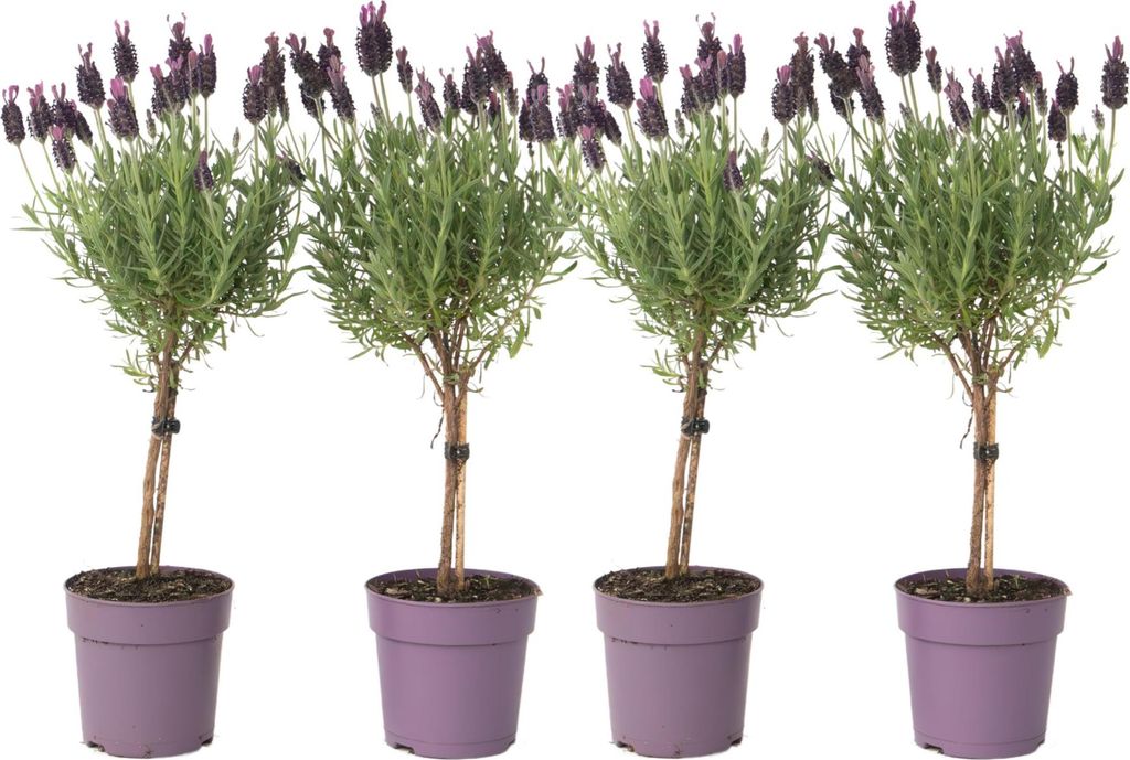 Lavandin - Set de 4 - Lavandula stoechas 'Anouk' - Hauteur Image du produit 