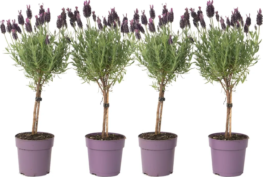 Lavandula stoechas Anouk - Set de 4 Lavandins - Hauteur 30-40cm - Ø12cm