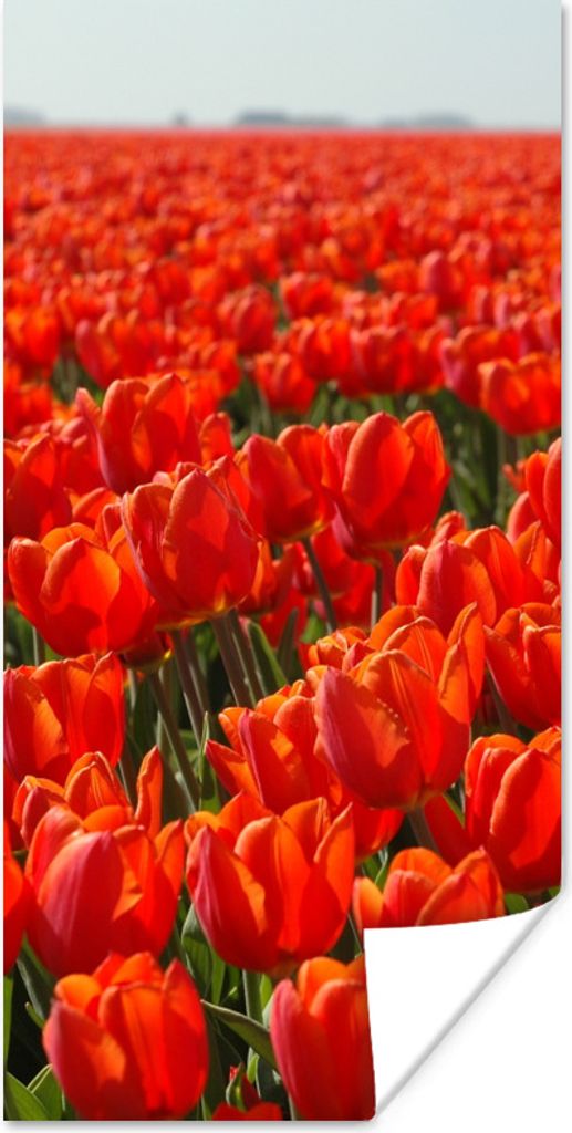 MuchoWow Poster Ein großes Feld mit ausschließlich roten Tulpen 40x80 cm - Dekoration