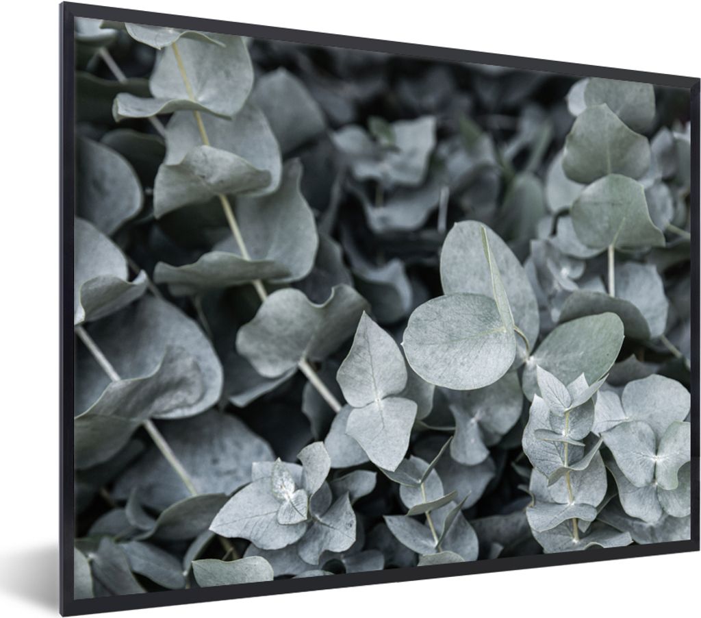 MuchoWow Gerahmtes Poster Natur - Pflanzen - Eukalyptus - Blätter 80x60 cm - Poster mit Schwarzem Bilderrahmen Wandposter Rahmen Foto Bilder - S...