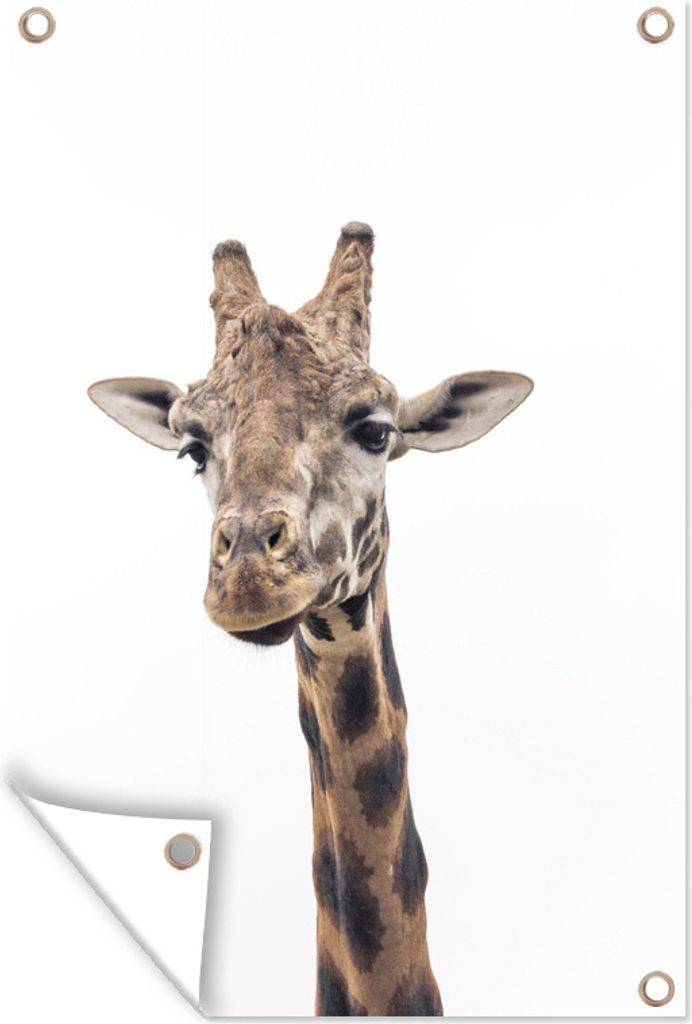 MuchoWow 80x120 cm Outdoor-Poster Gartendeko Sichtschutz Garten Poster für den Garten Giraffe vor weißem Hintergrund