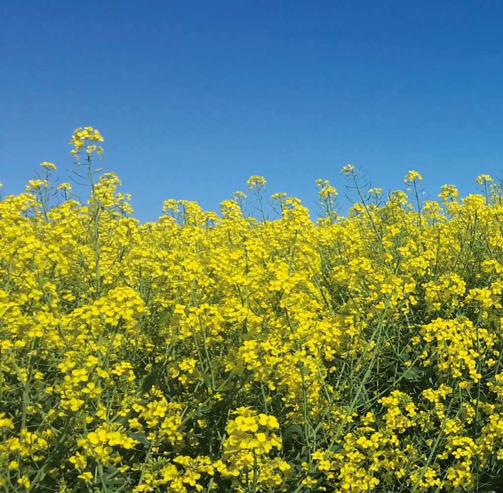 Blumen Kunstdruck Bild - Goldenes Rapsfeld Vor Tiefblauem Himmel (100 x 100 cm)