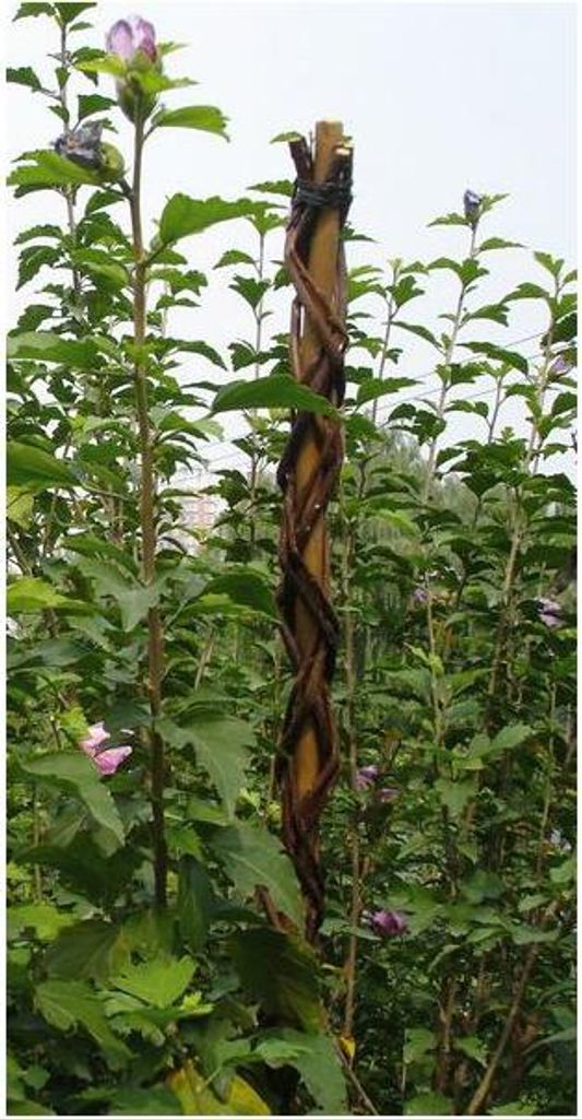 Stab Garden Willow 130 cm, Weide, Stütze für Pflanzen