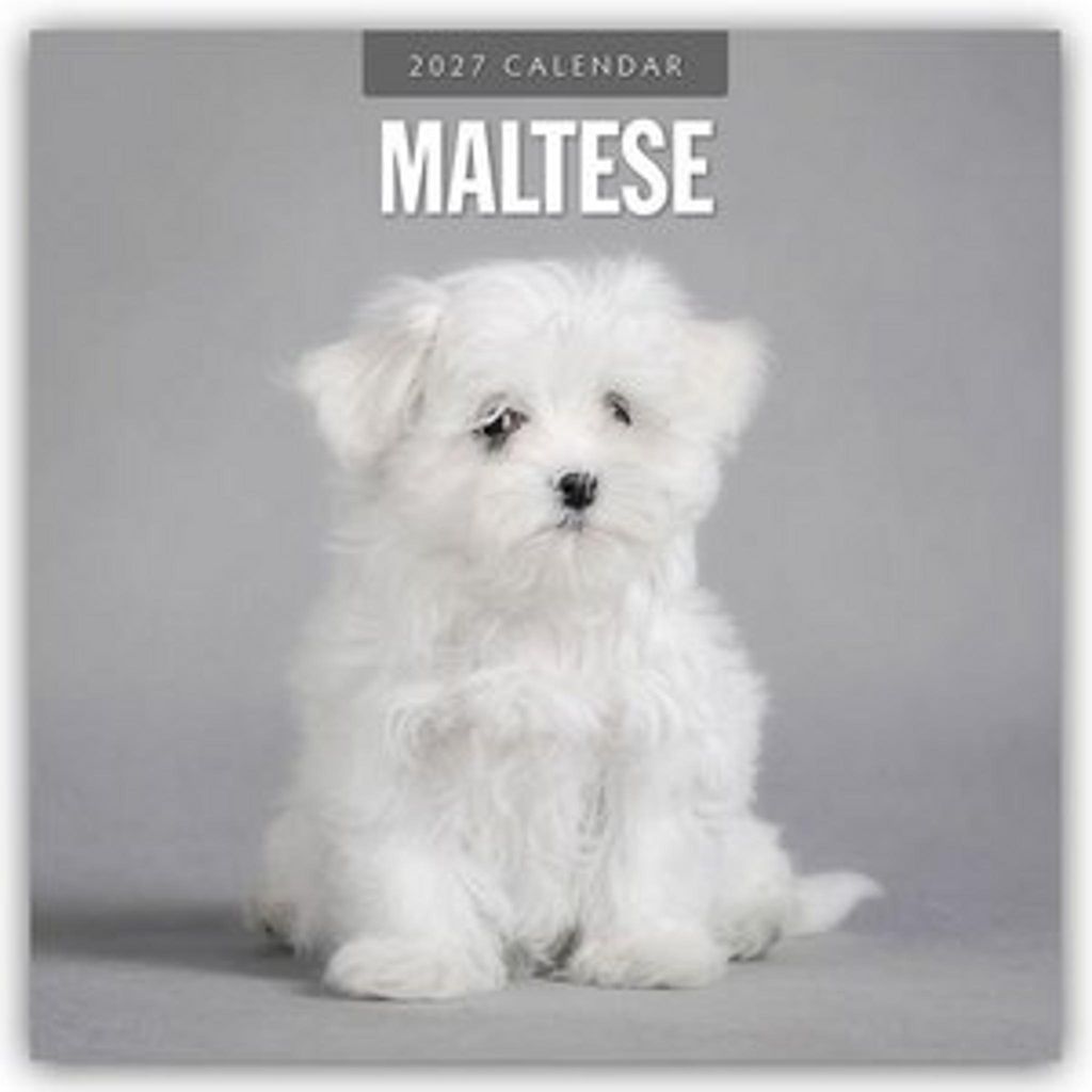 Maltese - Malteser 2027 - 16-Monatskalender Produktbild 
