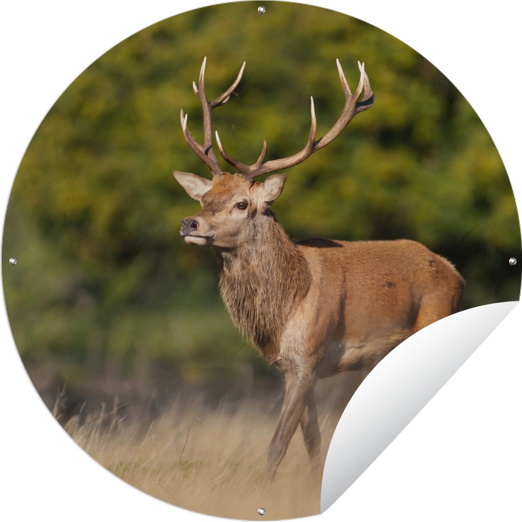 MuchoWow Gartenposter Outdoor-Poster Rund Tiere - Hirsche - Geweihe - Waldtiere - Natur Ø 150 cm Gartendeko Rundes Poster draußen