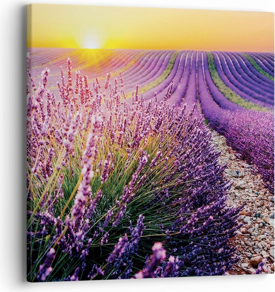 Bild auf Leinwand - Leinwandbild - Einteilig - Feld Lavendel Sonne - 40x40cm - Wand Bild - Wanddeko - Wandbilder - Leinwanddruck - Bilder - Wanddek...