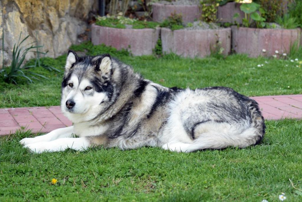 hansepuzzle 30873 - Huskie Puzzle, 2000 Teile, Tierwelt, 90,0 x 60,0cm mit hochwertiger Aufbewahrung, Kartonbox und wiederverschließbarem Beutel