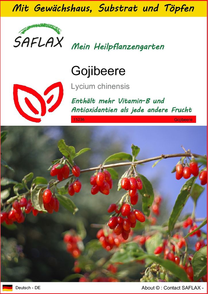 SAFLAX Anzucht Set - Gojibeere - Lycium chinensis - 200 Samen - Mit Mini-Gewächshaus, Anzuchtsubstrat und 2 Töpfen