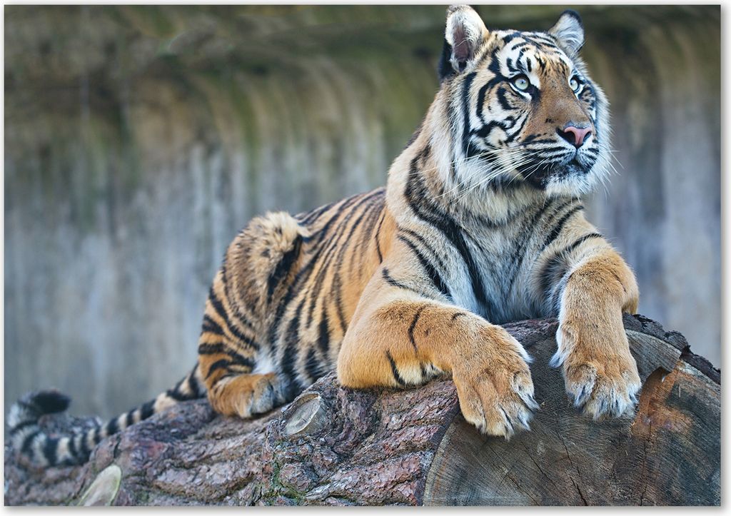 Tulup Glas-Bild - 100 x 70 - Wandbild aus Glas - Wandkunst - Wandbild hinter gehärtetem Sicherheitsglas - Tiere - Tiger - Braun