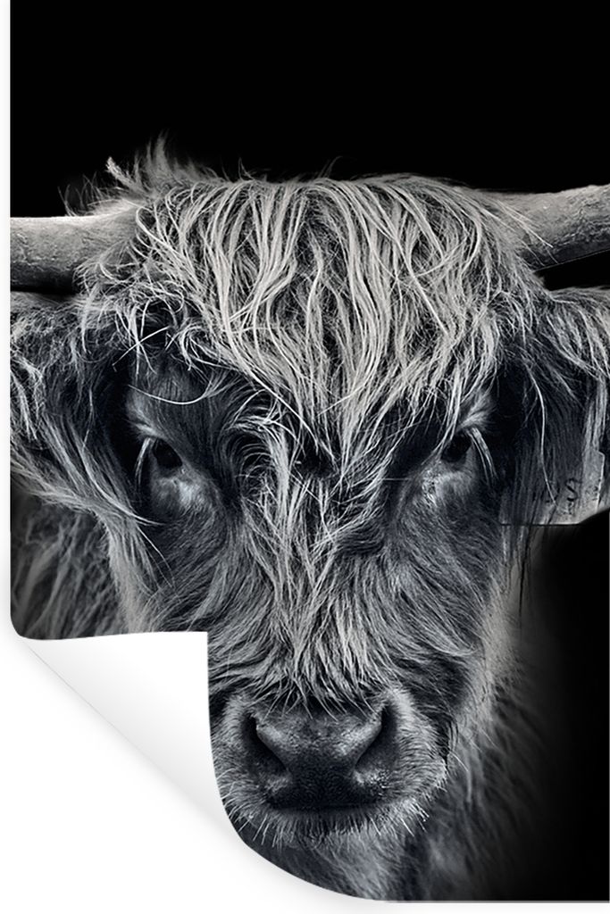 MuchoWow Wandtattoo Wandsticker Wandaufkleber Schottischer Highlander - Schwarz - Kuh - Tiere 80x120 cm Selbstklebend und Repositionierbar - Repo...