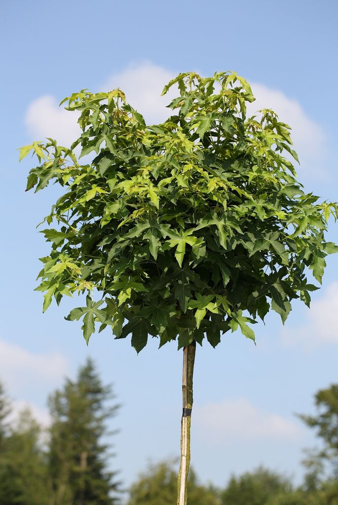 Amberbaum (Höhe 170180 cm), Liquidambar Kaufland.de