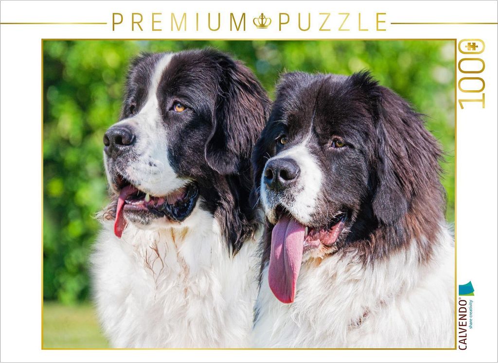 CALVENDO Puzzle Porträt zweier Landseer | 1000 Teile Produktbild 