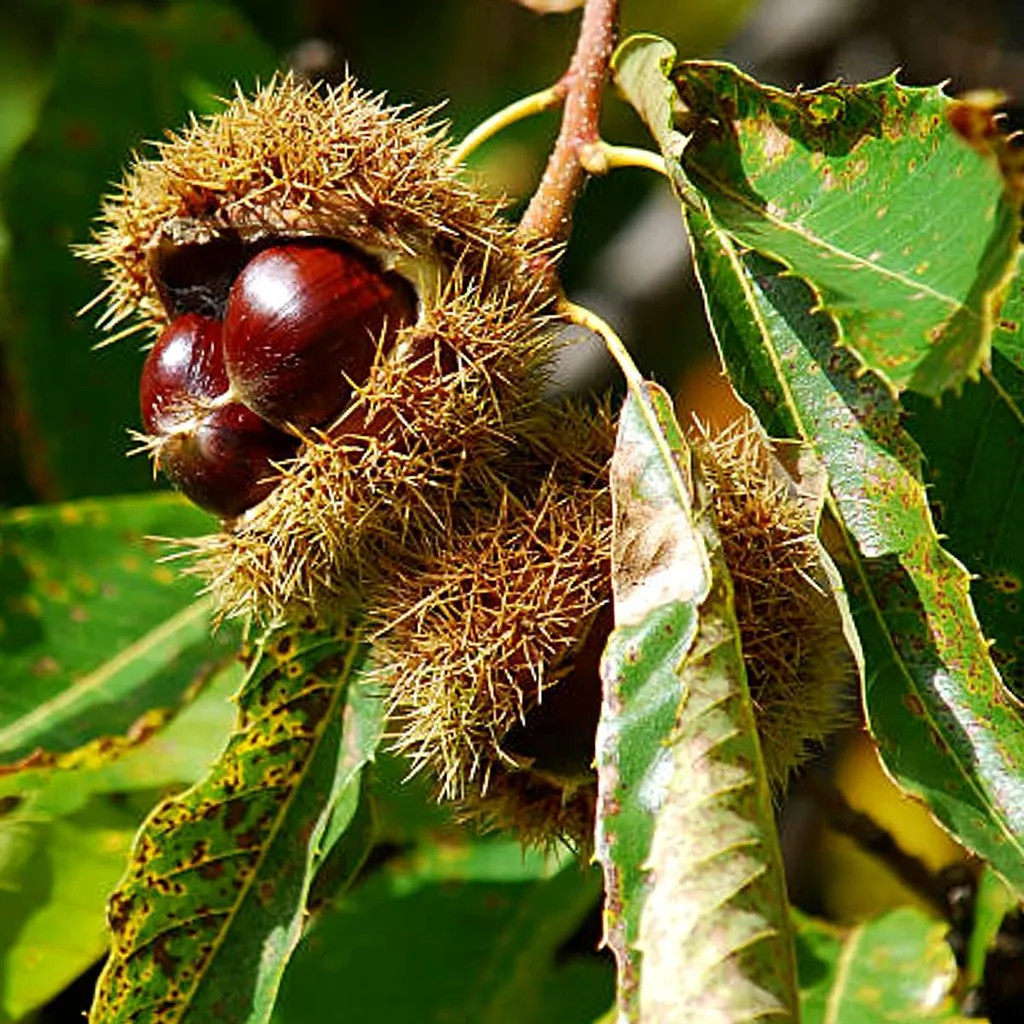Châtaignier de Pilio Castanea sativa - Arbre fruitier rustique pot 5L