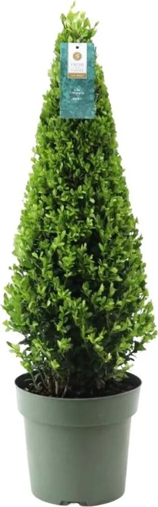 Plante pour bordure Ilex crenata pyramide 55 cm déco extérieure chic