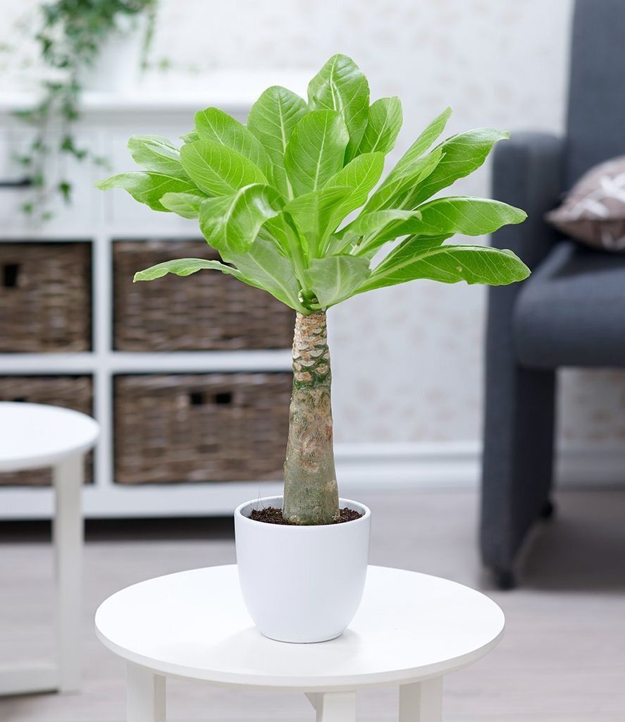 BALDUR Garten Hawaii-Palme, 1 Pflanze, Zimmerpflanze Produktbild 2