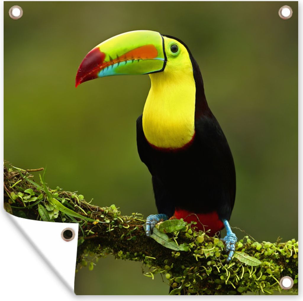 MuchoWow 50x50 cm Outdoor-Poster Gartendeko Sichtschutz Garten Poster für den Garten Ein gelb gefärbter Schwefelbrustkuckuck auf einem Ast mit ...