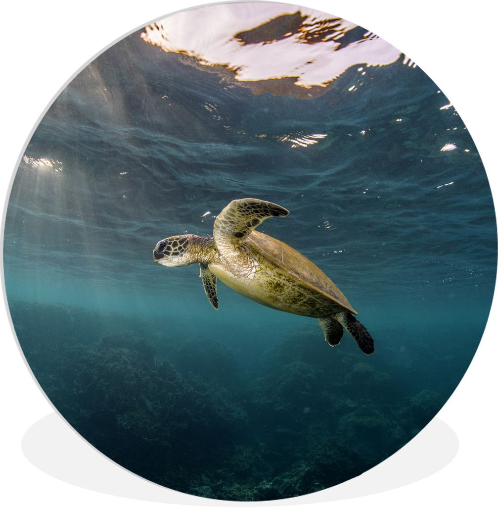 MuchoWow Rundes Wandbild - Runde Bilder Schildkröte im klaren Wasser Ø 60 cm Kreis Wanddekoration Kunststoff - Wandkreis - Wandschmuck - Wand K...